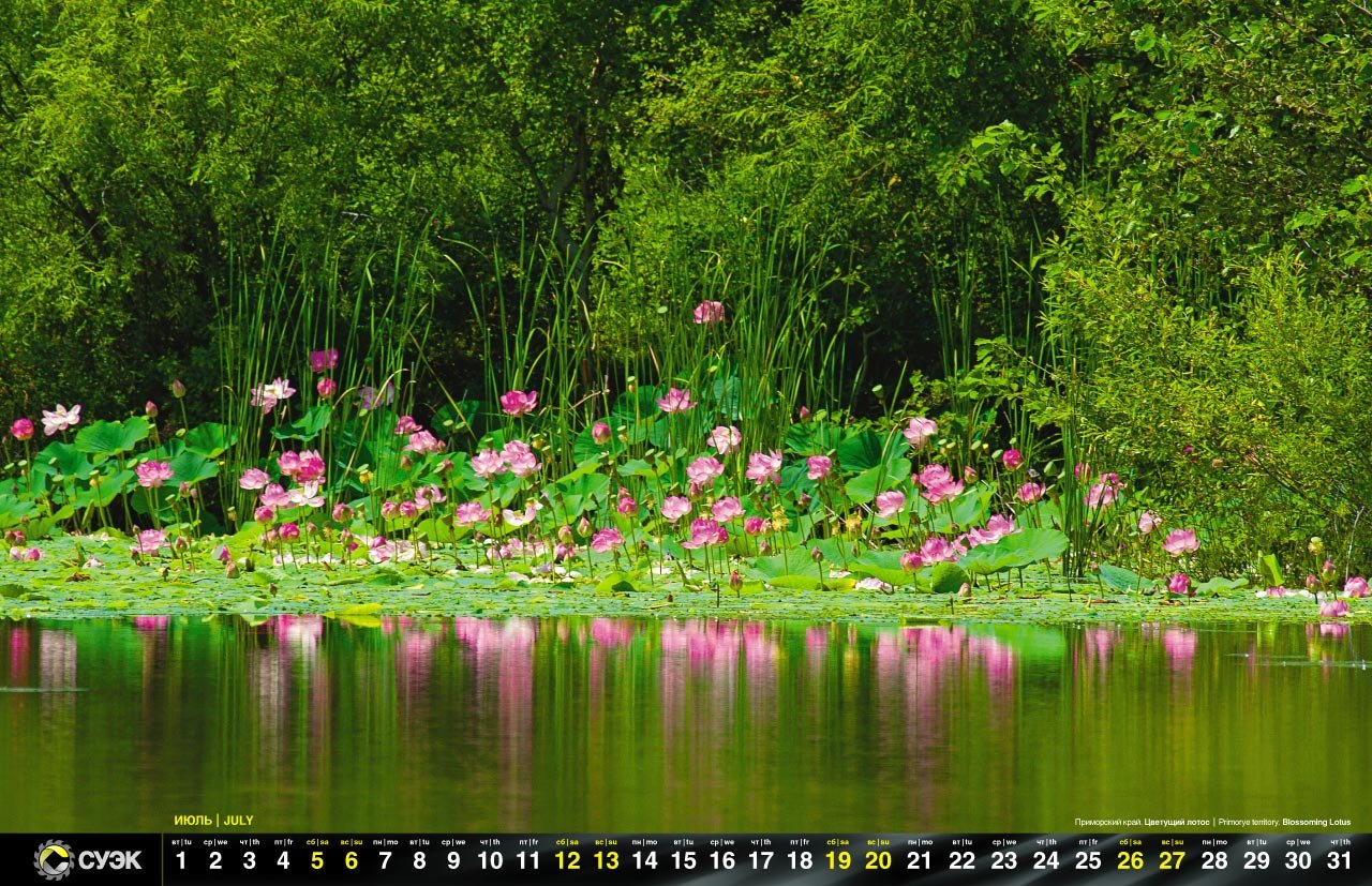 Купить цветы в озерах. Озеро лотосов или гусиное. Озеро лотосов Краснодарский край. Озеро с лотосами Галкино. Озеро лотосов угольная Владивосток.